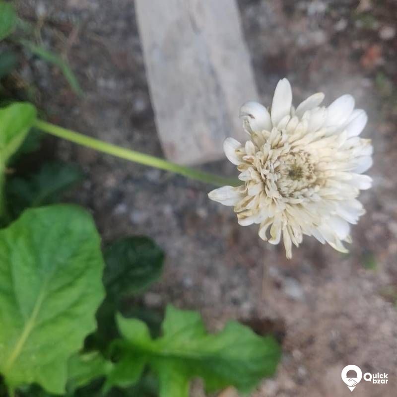 Plants for Sale