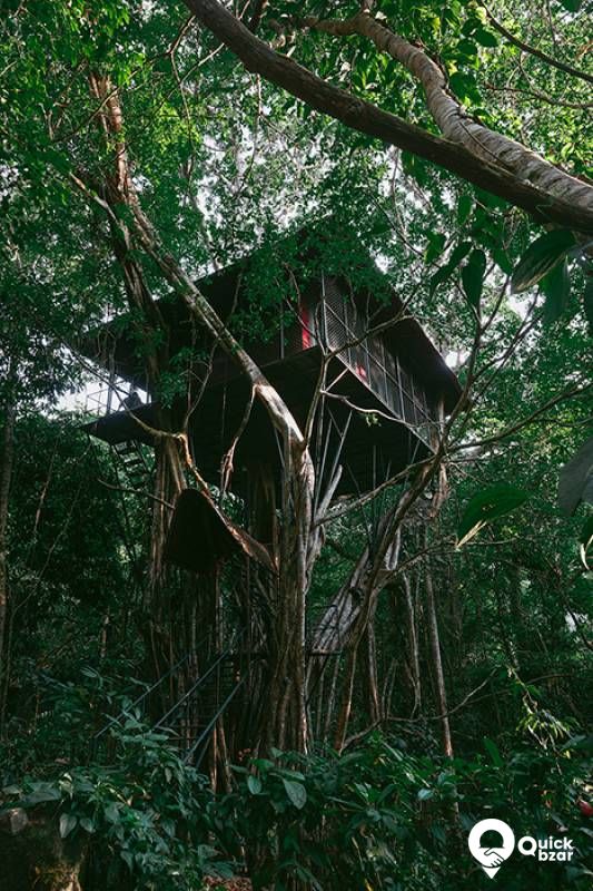 R8 VR V Tree House + Breakfast + Lunch and Dinner