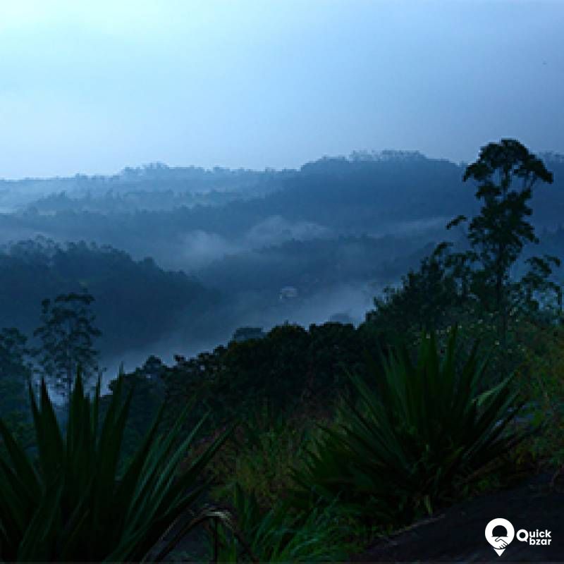 R11 A Nature View