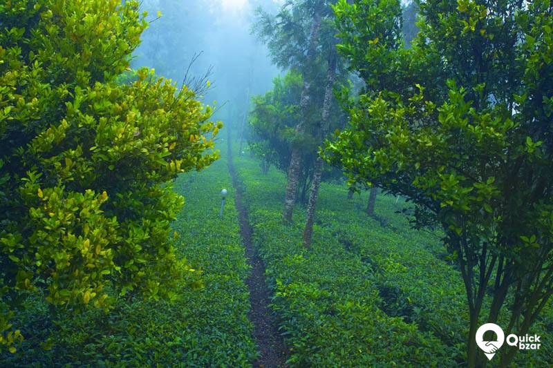 R26M DC Tea Garden Honeymoon Cottage