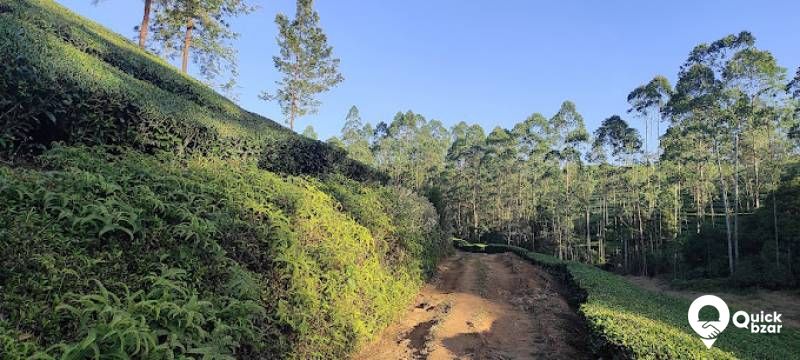R81M PT RED PINE