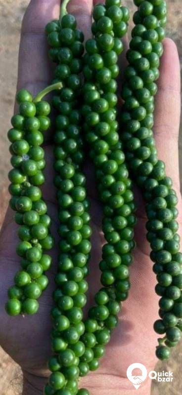 VIJAY PEPPER