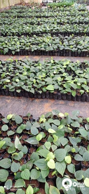 VIJAY PEPPER