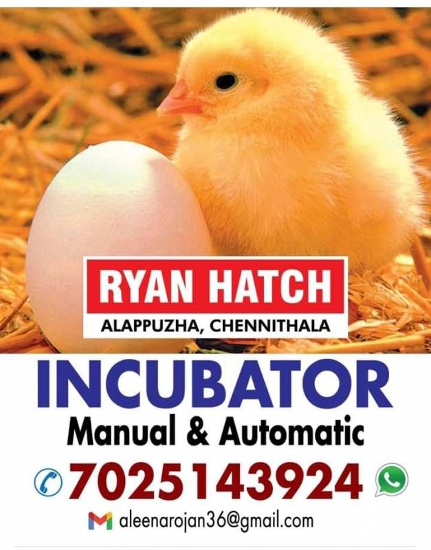 egg incubator