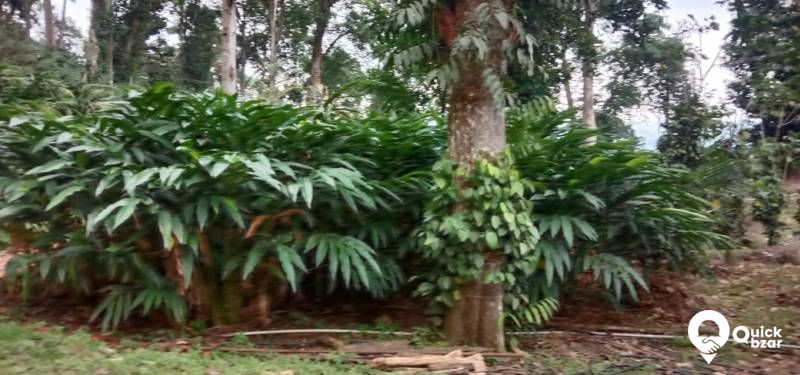 munnar Adimaly main road NH front 150 acre cardamom and pepper.