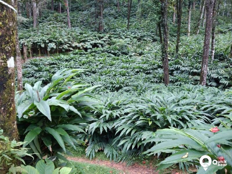 munnar Adimaly main road NH front 150 acre cardamom and pepper.