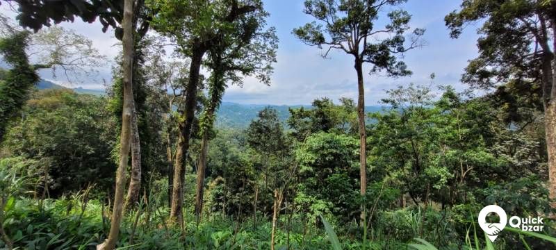 munnar Adimaly main road NH front 150 acre cardamom and pepper.