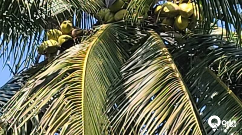 Palakkad muthalamada 45 acre coconut, mango ,nellyand cocoa plantatio