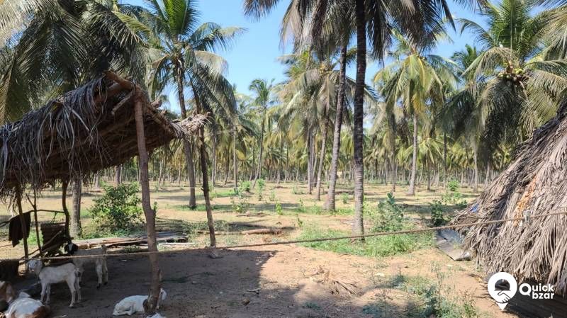 Palakkad muthalamada 45 acre coconut, mango ,nellyand cocoa plantatio