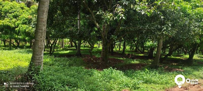 Palakkad muthalamada 45 acre coconut, mango ,nellyand cocoa plantatio