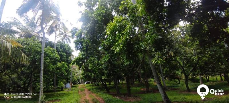 Palakkad muthalamada 45 acre coconut, mango ,nellyand cocoa plantatio