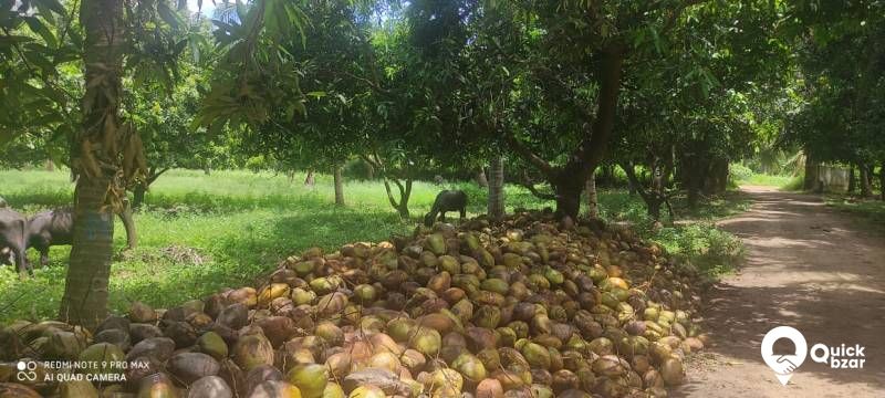 Palakkad muthalamada 45 acre coconut, mango ,nellyand cocoa plantatio