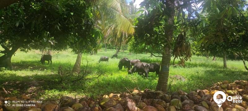 Palakkad muthalamada 45 acre coconut, mango ,nellyand cocoa plantatio
