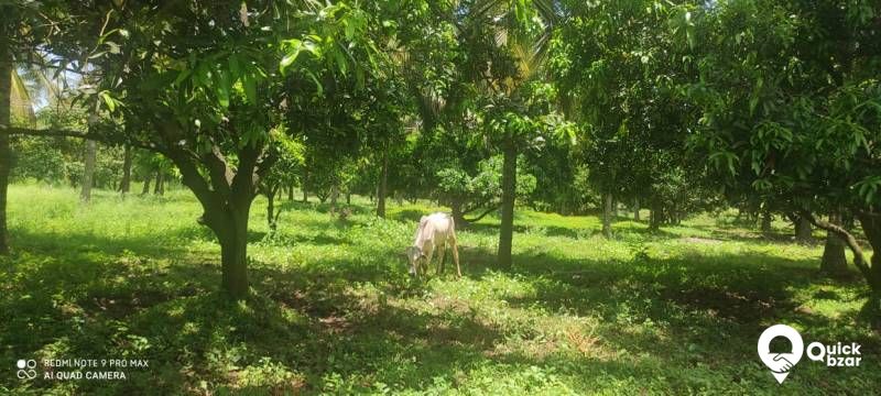 Palakkad muthalamada 45 acre coconut, mango ,nellyand cocoa plantatio