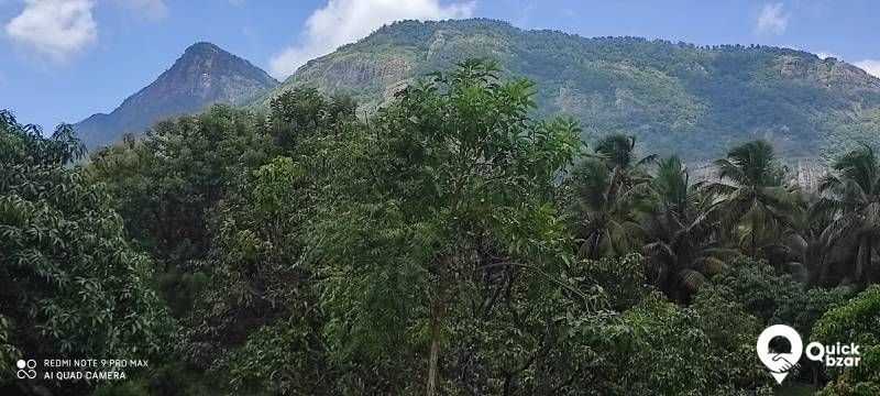 Palakkad muthalamada 45 acre coconut, mango ,nellyand cocoa plantatio