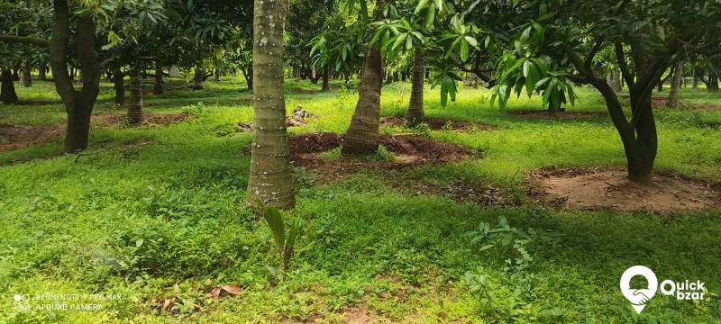 Palakkad muthalamada 45 acre coconut, mango ,nellyand cocoa plantatio