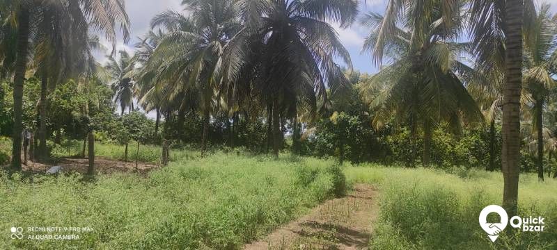Palakkad muthalamada 45 acre coconut, mango ,nellyand cocoa plantatio