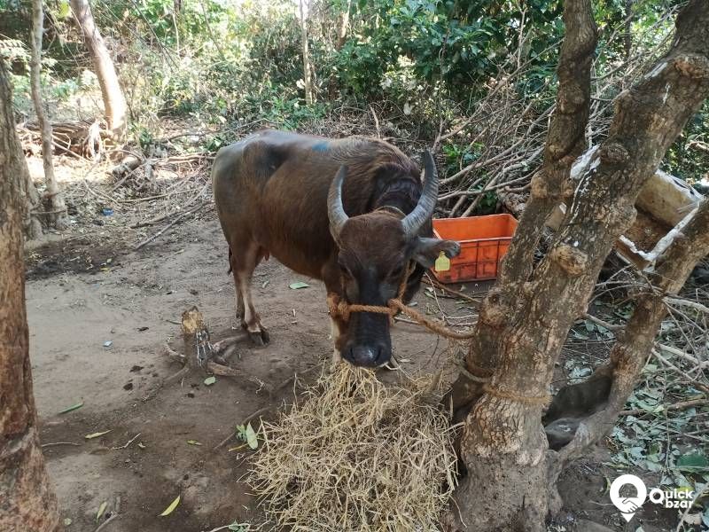 beef stall