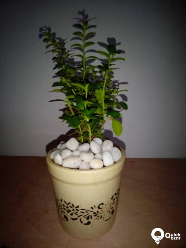 requirement of pots and indoor plants / agro items