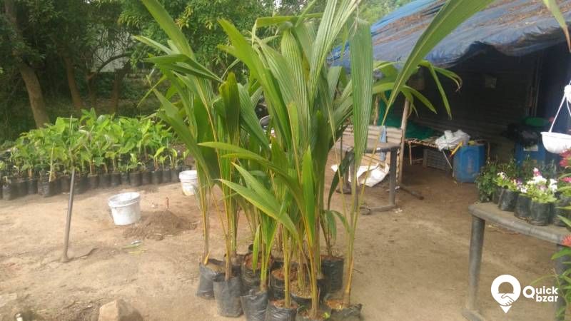 requirement of pots and indoor plants / agro items