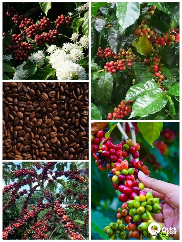 coffee powder