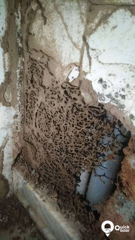 Anti Termite Treatment, Wood & Ply treatment and General pest control
