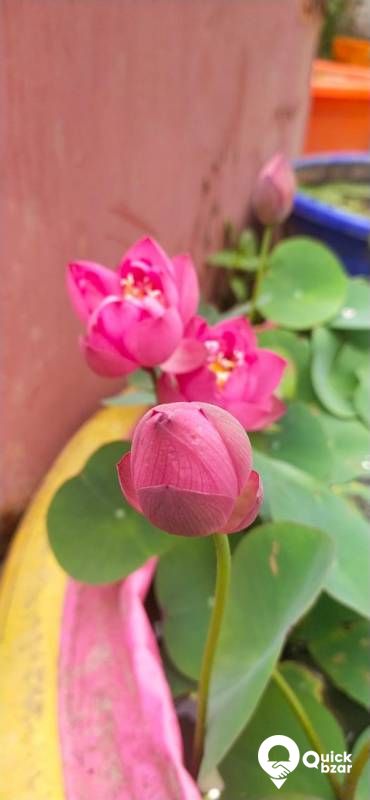 LOTUS SEEDS