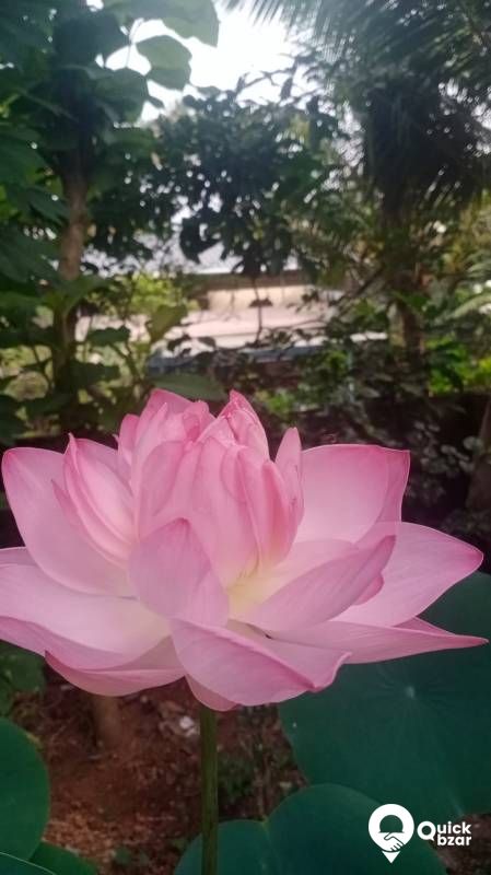 LOTUS SEEDS
