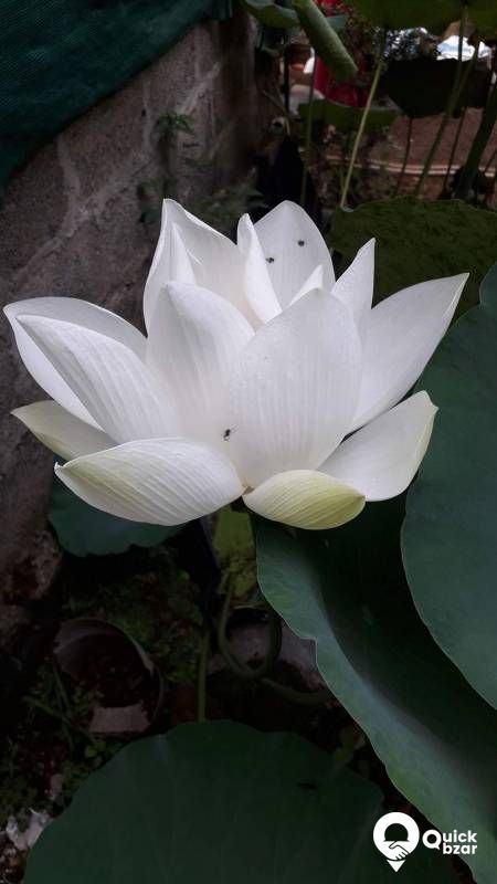 LOTUS SEEDS
