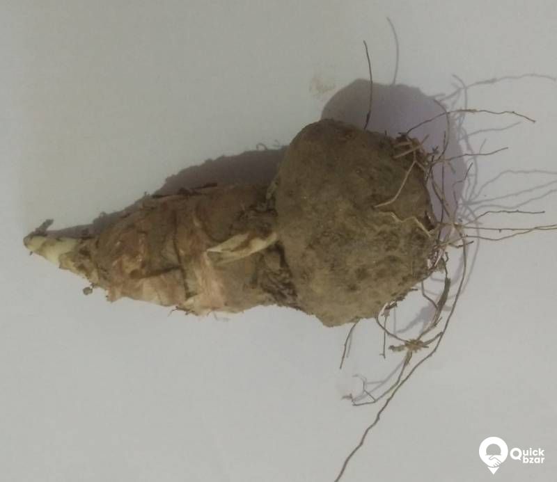 KADABAM TUBER