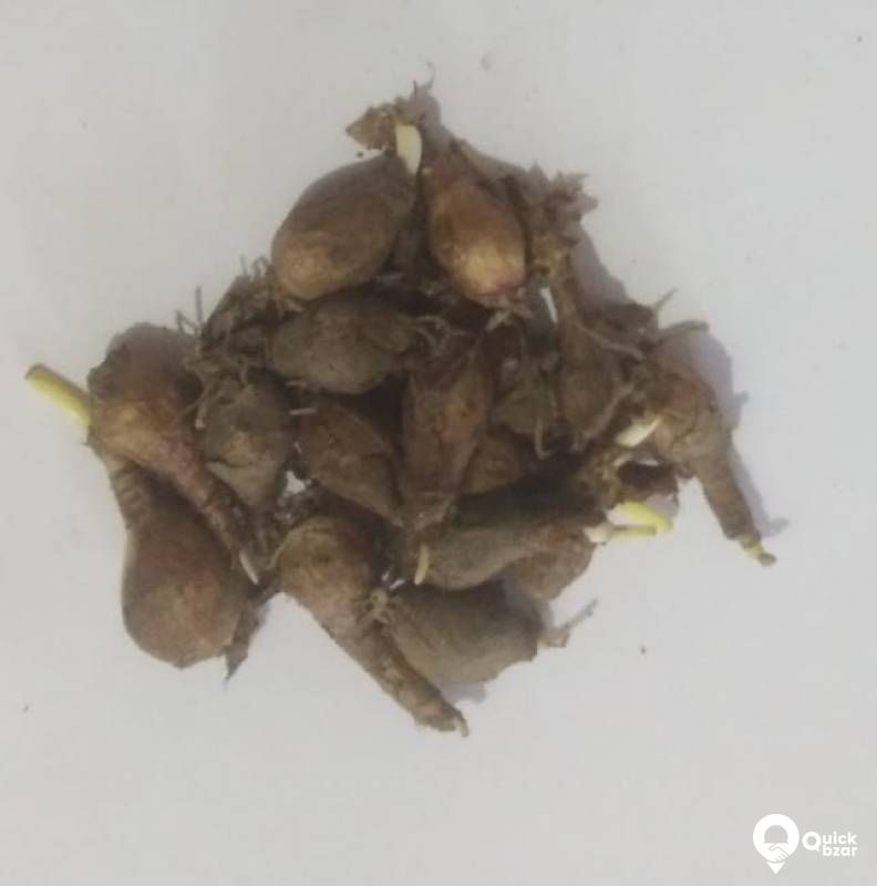 Rayin LILi seeds(TUBUR)