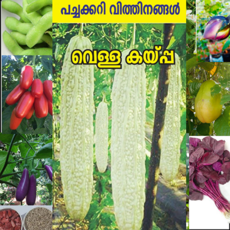 VEG  Seeds COMBO