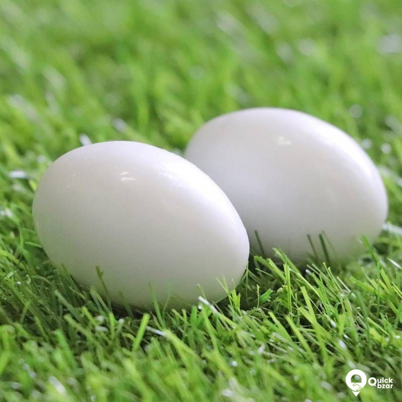 Pigeon Fake Egg
