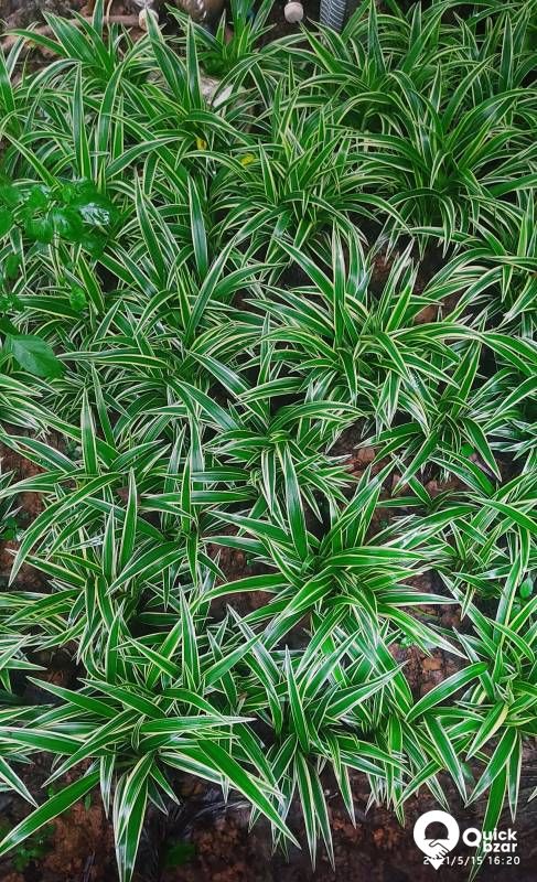 Live Plants,  Indoor Plants (Babies)