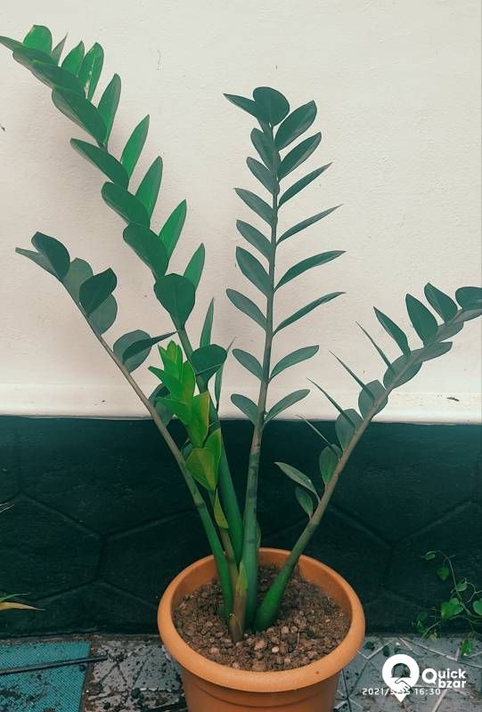 Live Plants,  Indoor Plants (Babies)