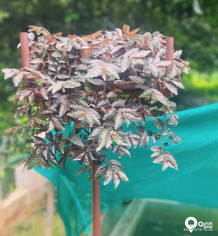 Live Plants,  Indoor Plants (Babies)