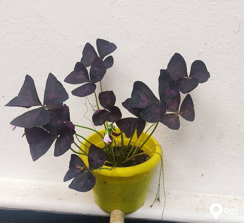 Live Plants,  Indoor Plants (Babies)