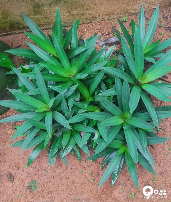 Live Plants,  Indoor Plants (Babies)