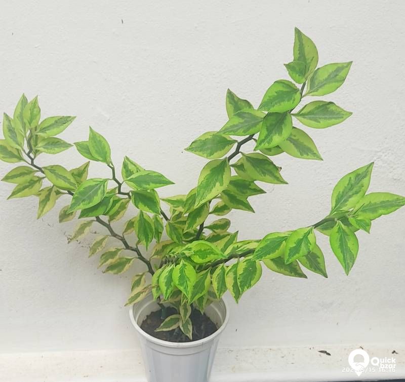 Live Plants,  Indoor Plants (Babies)