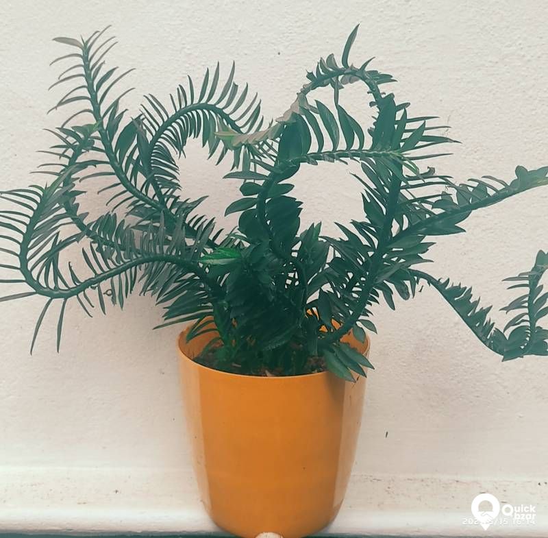 Live Plants,  Indoor Plants (Babies)