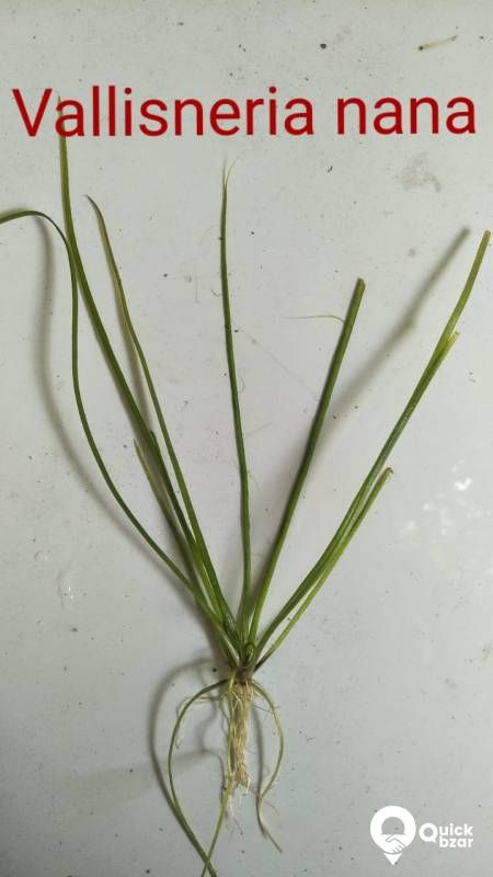Aquatic plants