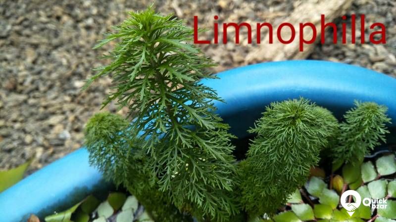 Aquatic plants