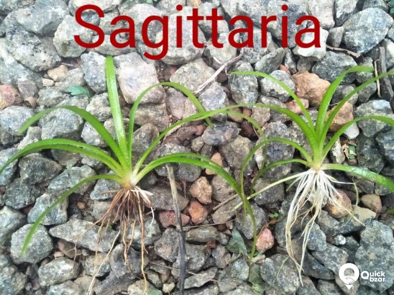 Aquatic plants