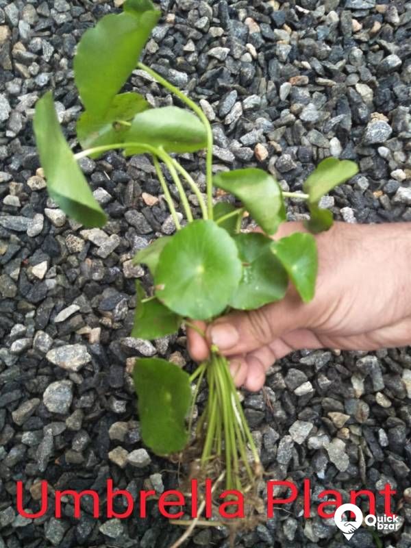 Aquatic plants