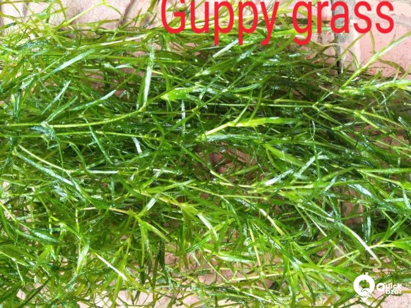 Aquatic plants