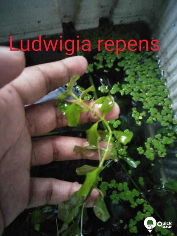 Aquatic plants