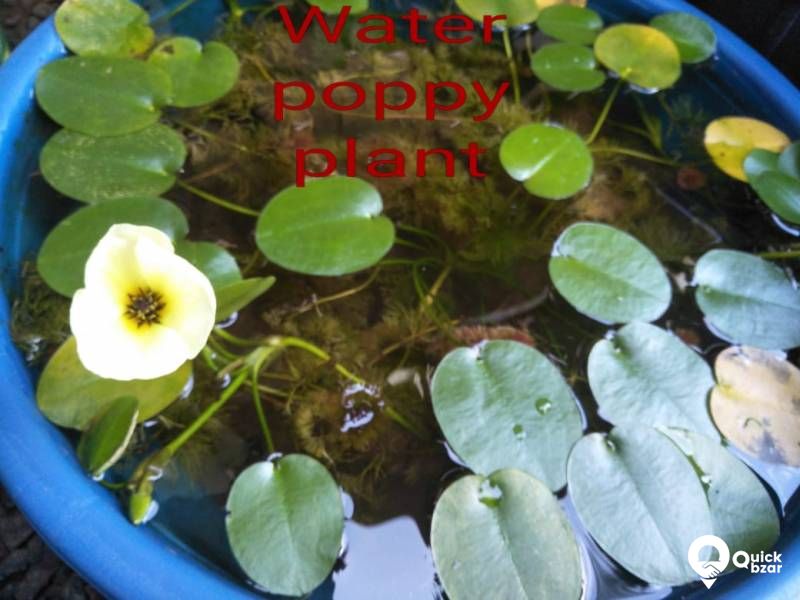 Aquatic plants
