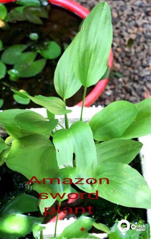 Aquatic plants