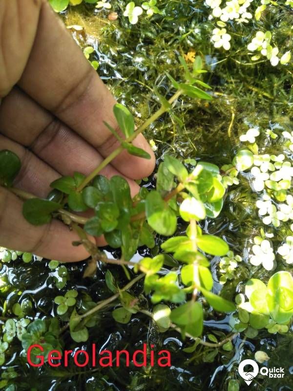 Aquatic plants