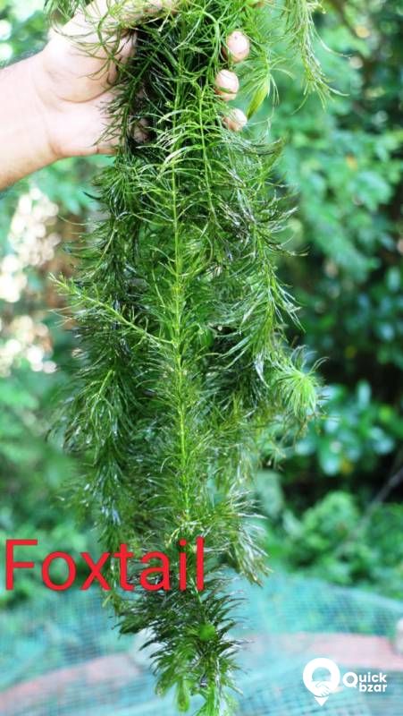 Aquatic plants(water plants) (Non co2 plants)